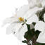Arrangement de poinsettias-92906963-92906961-92906962