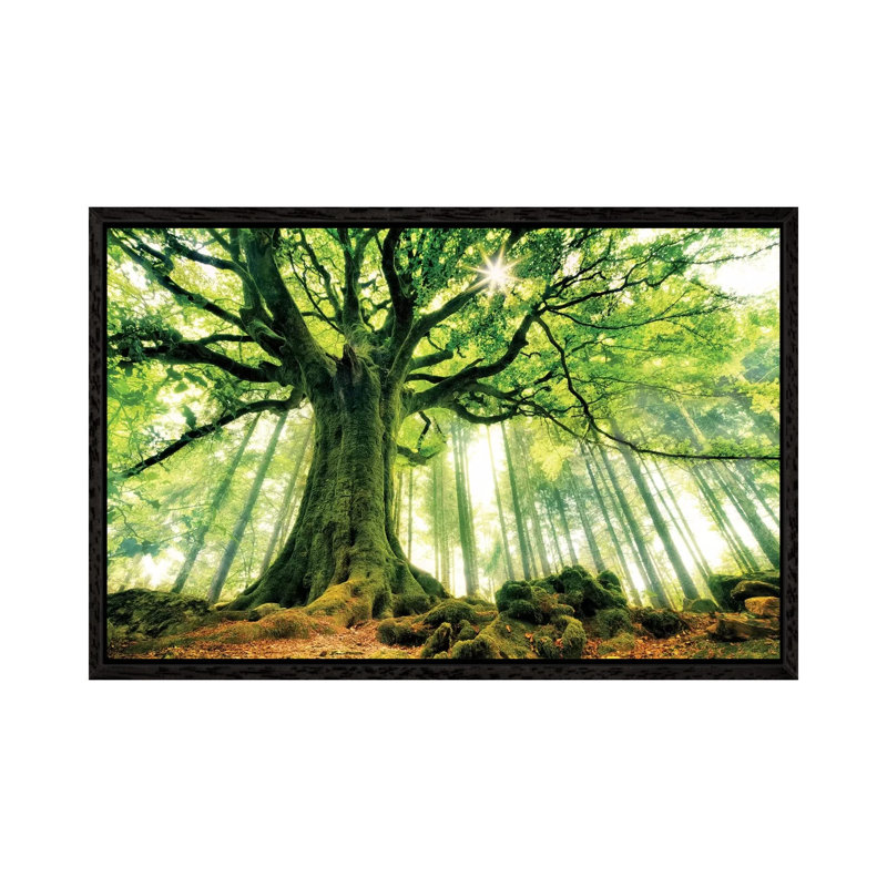 Ponthus' Beech by Christophe Kiciak - No Frame Print on Plastic / Acrylic, 66.04 cm H x 45.72 cm W, Black Floater Framed