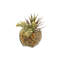 Faux Yucca Plant in Glass Decorative Vase