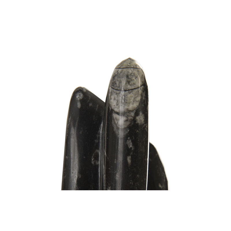 Petrified Squid Figurine