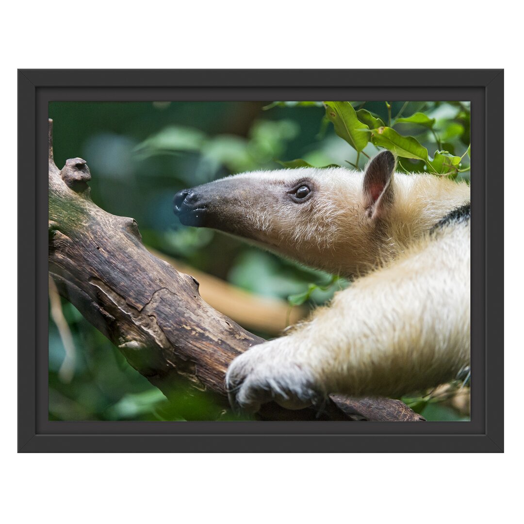 Gerahmtes Wandbild Nasenbär auf Ast