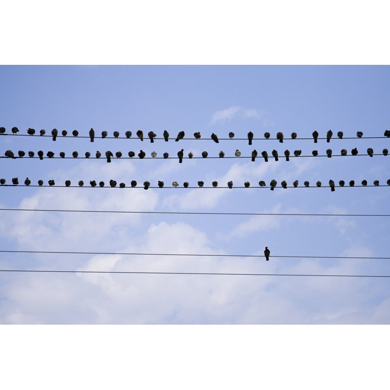 Oiseaux sur une ligne téléphonique par Azndc, H 20 po x l 30 po