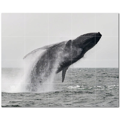 Whale Photo 12'' x 12'' Satin Ceramic Decorative Mural -  Picture-Tiles.com, PT501188-54XL