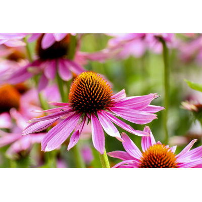 Mauve coneflower - Photographie sur toile tendue