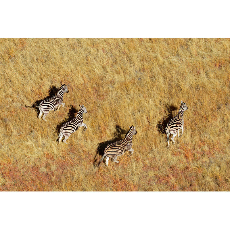 Plains Zebras by EcoPic - Wrapped Canvas Print, 81cm H x 122cm W