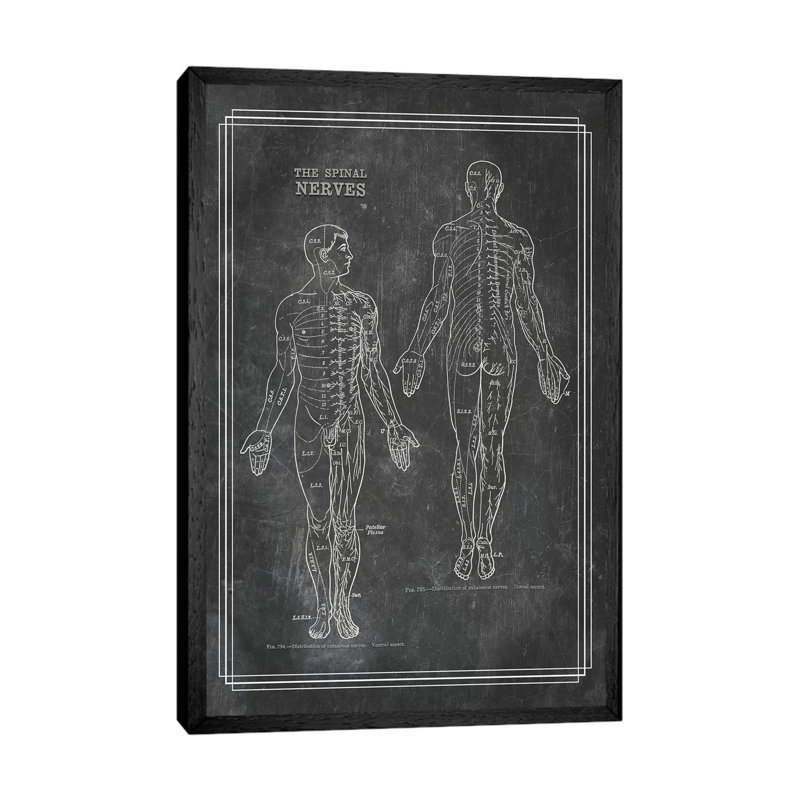 The Spinal Nerves by ChartSmartDecor - Floater Frame Print on Canvas, 66.04 cm H x 45.72 cm W, Black