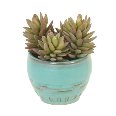 6'' Succulent in Pot