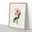 Illustration of a Pink Cattleya Orchid - Picture Frame Painting Print-55579426-55579427