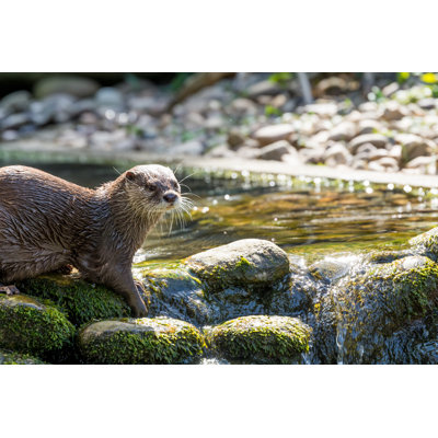 Loutre brune - photographie sur toile tendue