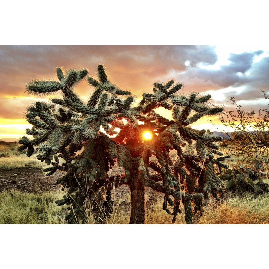 Sonne durch Cholla von CampPhoto - Druck