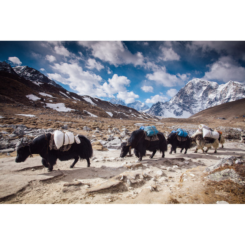 Yaks on Himalayas by Miljko, 24" H x 36" W