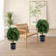 50cm Plant