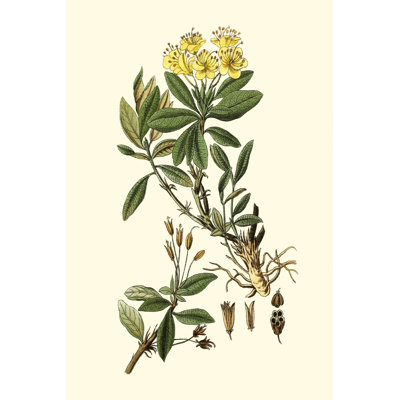 Olive Greenery IV - peinture sur toile tendue