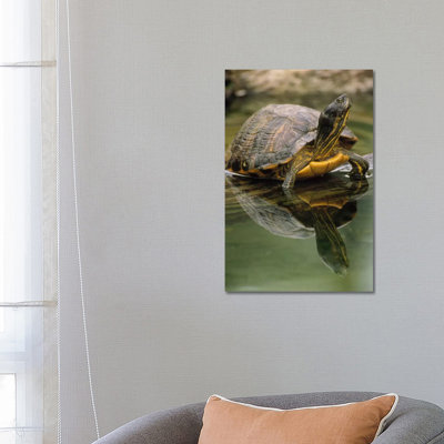 Yellow-Bellied Slider Turtle, Portrait, in Water, North America 1 Piece Wrapped Canvas Wall Art