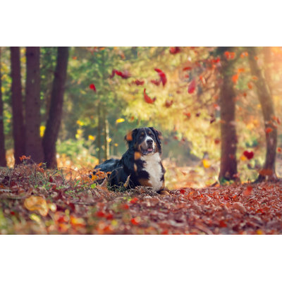 Bernese Mountain Dog by Elenasendler - Wrapped Canvas Print