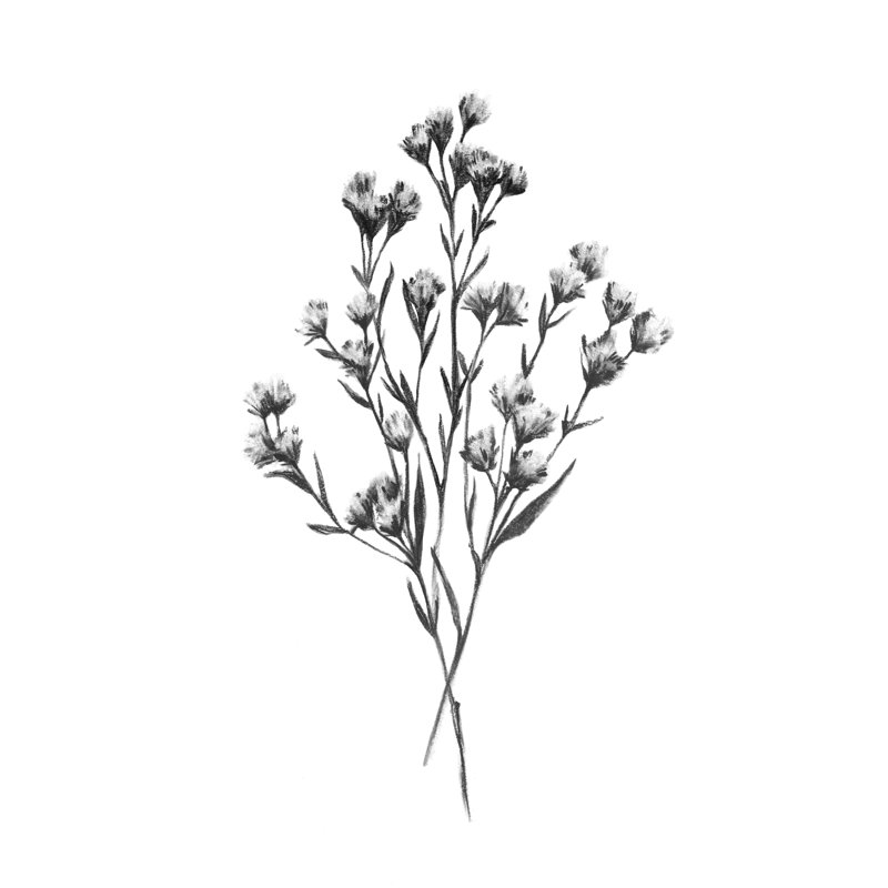 Wild Thistle Bundle I by Emma Scarvey - Wrapped Canvas Drawing Print, 30cm H x 20cm W, Black Floater Framed