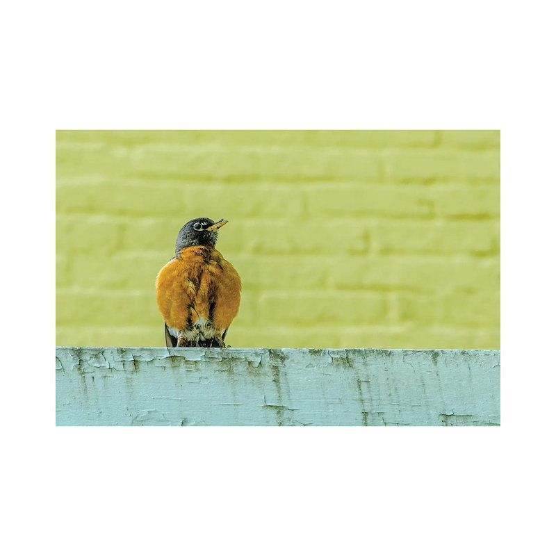 Posing Robin by David Gardiner - Wrapped Canvas Print, 20.32cm H x 30.48cm W