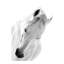 Le Cheval Blanc I Print by Sofia Fox-26773419-26773425