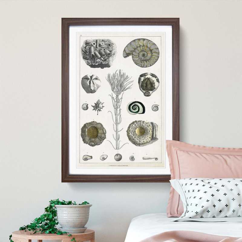 Collection of Fossils III by Oliver Goldsmith - Picture Frame Painting, 65cm H x 48cm W x 2cm D, Walnut Framed