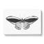 Papilio Butterfly In Black And White by George Shaw - Wrapped Canvas-55339166