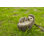 Mother and Baby Hedgehogs on Back