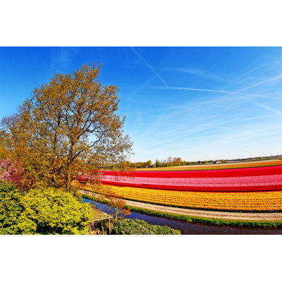 Ahmeek Ahmeek Tulips In Keukenhof Garden - Wrapped Canvas Print