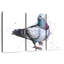 Pigeon-1700055143