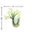 Calla Lilies In Glass Vase