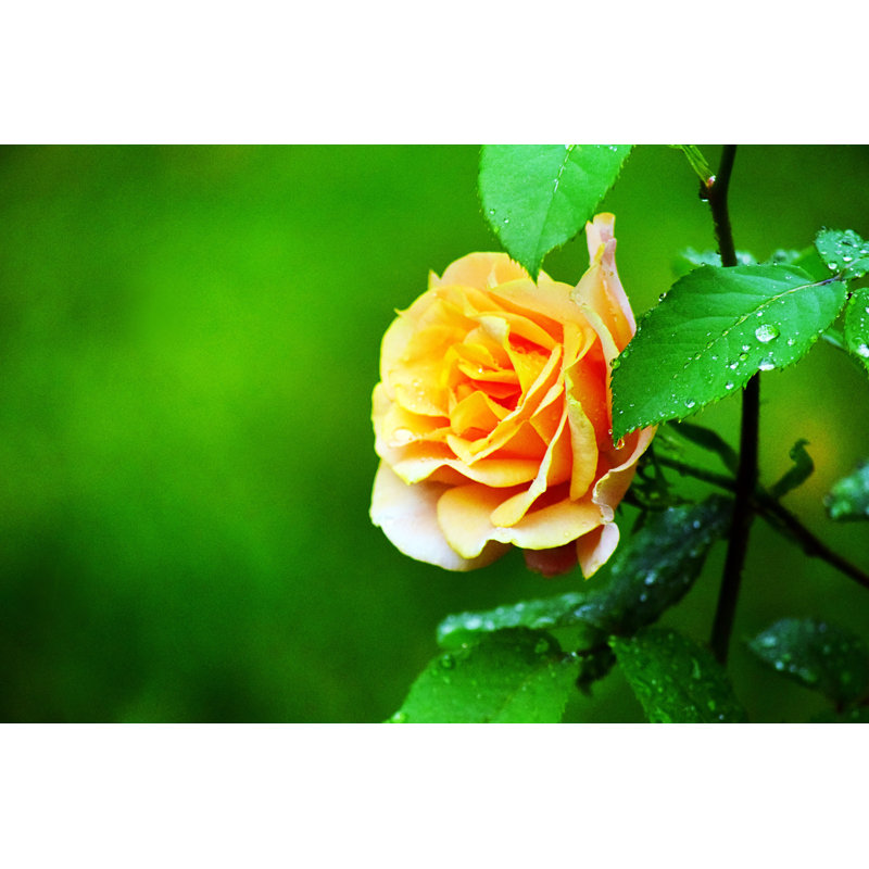 Laurabel Rose With Rain Drops - Wrapped Canvas Print, 30cm H x 46cm W x 3.8cm D