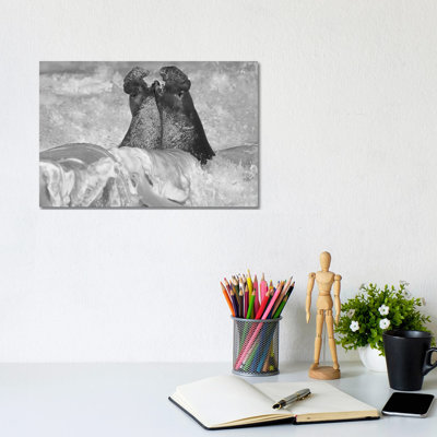 Northern Elephant Seal bulls fighting in surf, Piedras Blancas, California 1 Piece Wrapped Canvas Wall Art