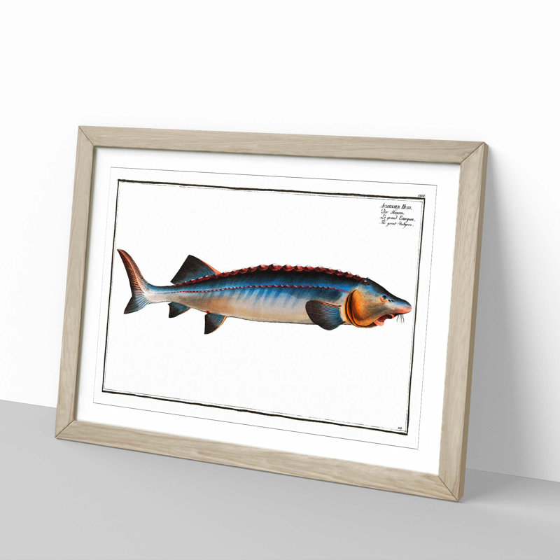 Great Sturgeon Fish by M.E. Bloch - Picture Frame Painting Print, 36cm H x 48cm W x 2cm D, Oak Framed