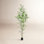 Bamboo Tree in Pot