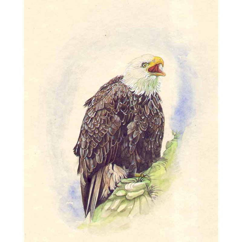 L'aigle fâché | Aquarelle sur papier ourdou ancien