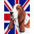 Basset hound (brun et blanc)