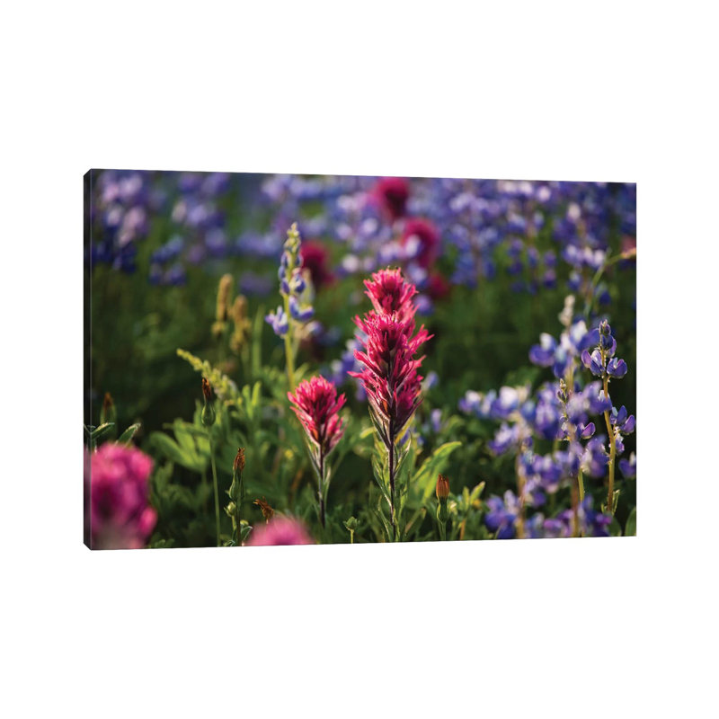 Close-Up Of Wildflowers, Mount Rainier National Park, Washington State, USA VI - Wrapped Canvas Print