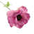 Pink selected