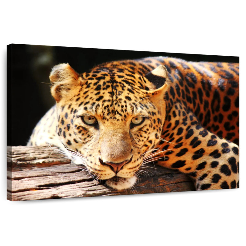 Brampt Leopard Gaze, 32" H x 48" W