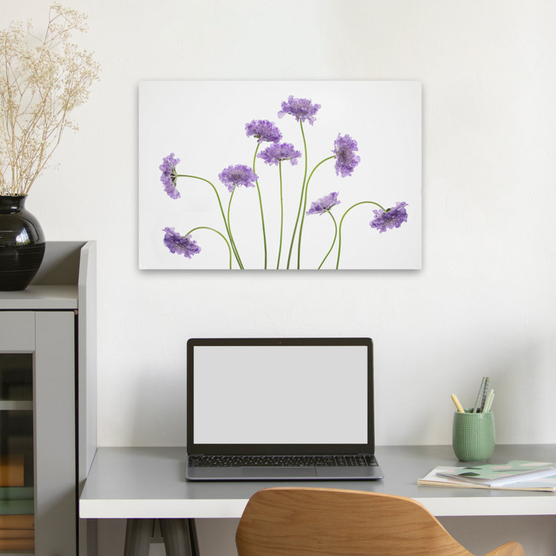 «Plants, Flowers, Pincushions # 2», art mural, H 16 po x l 24 po