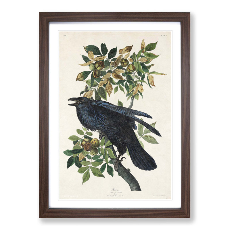 Raven by John Audubon - Picture Frame Painting Print, 36cm H x 27cm W x 2cm D, Walnut Framed