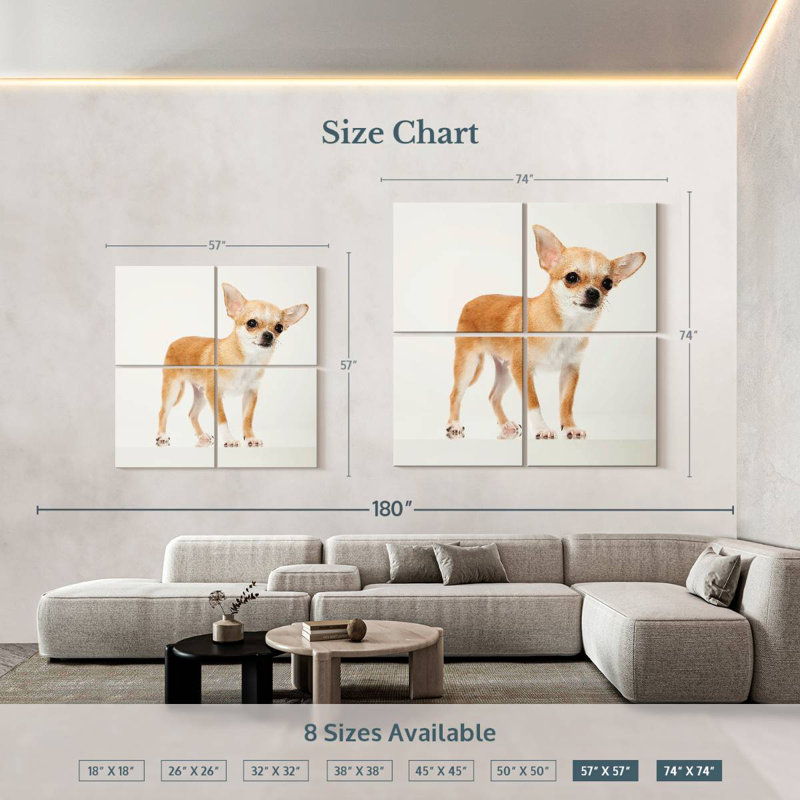 Brampt Precious Chihuahua