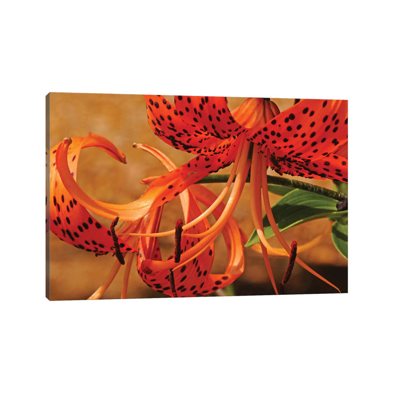 Turk'S Cap Lilies by Brian Wolf - Wrapped Canvas Print