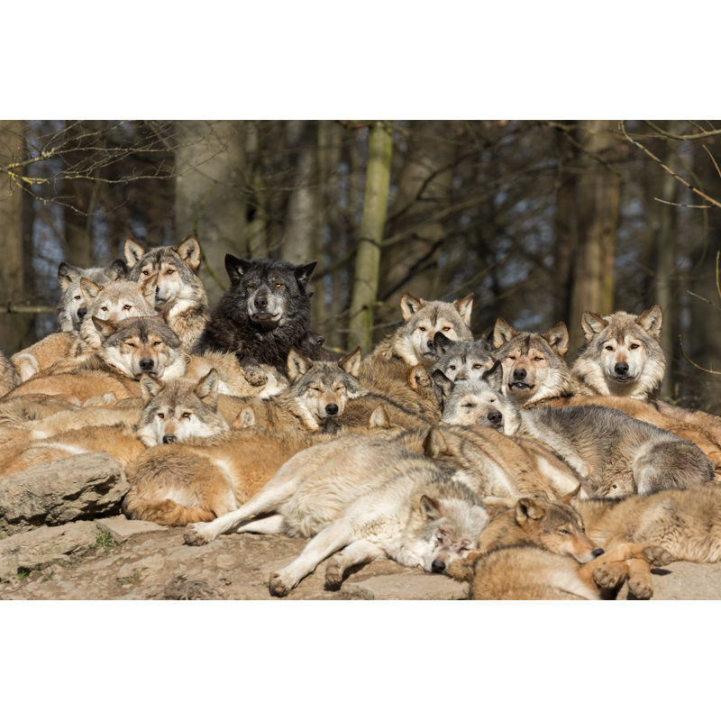 Looking Wolves by Andyworks - No Frame Art Prints on Canvas, 61cm H x 91cm W