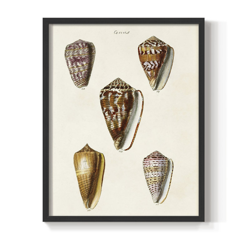 «Cone Shell Collection VI», reproduction encadrée - bois massif, Cadre simple noir, H 14 po x l 11 po