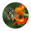 Beautiful Butterfly Print-23528114