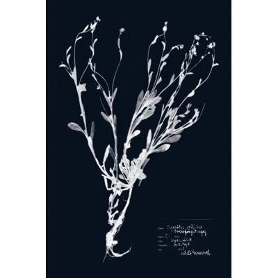 Impressions On Indigo II by Vision Studio - Wrapped Canvas Print