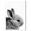 « lapin ears », impression encadrée-1101026910-1104352992