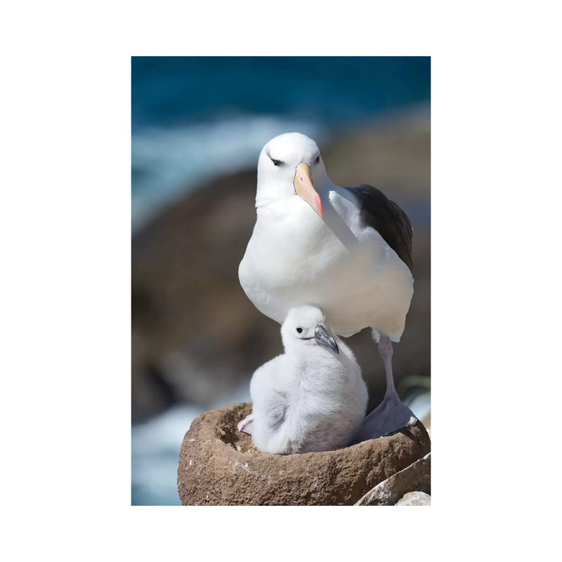 Adult And Chick Black-Browed Albatross On Tower-Shaped Nest, Falkland Islands. by Martin Zwick - Wrapped Canvas Print