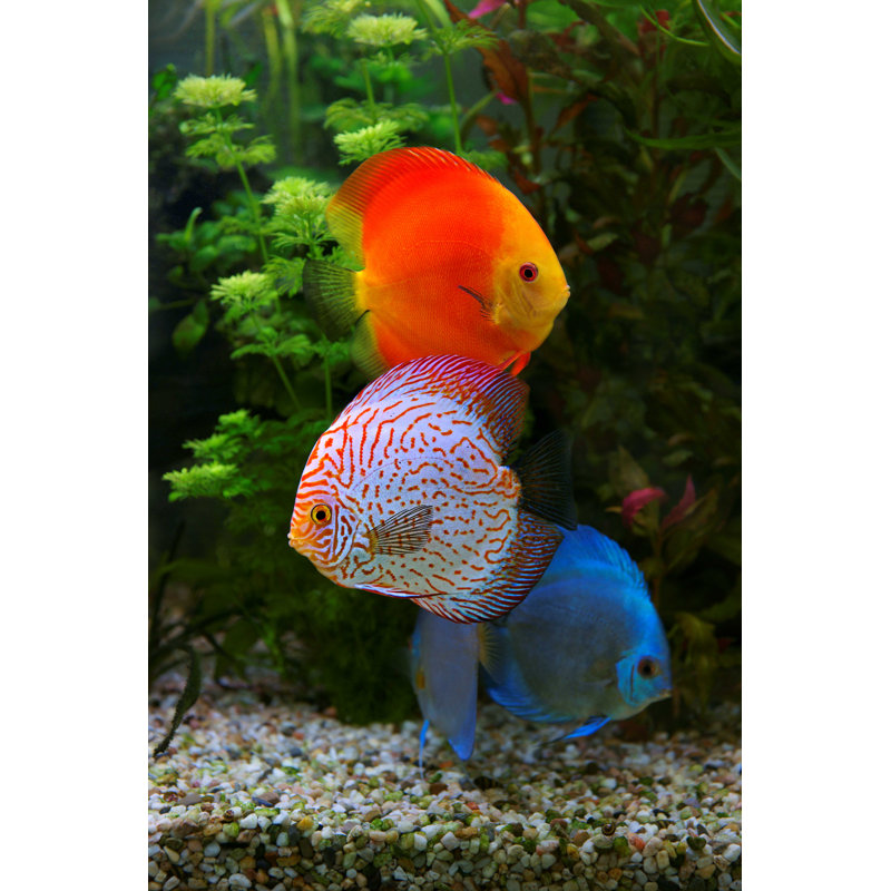 Cichlids in the Aquarium - Photographie sur toile tendue, H 12 po x l 8 po