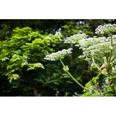 Giant Hogweed Dangerous Plant by Kbwills