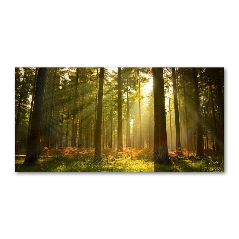 Forest In The Sun - Wrapped Canvas Print